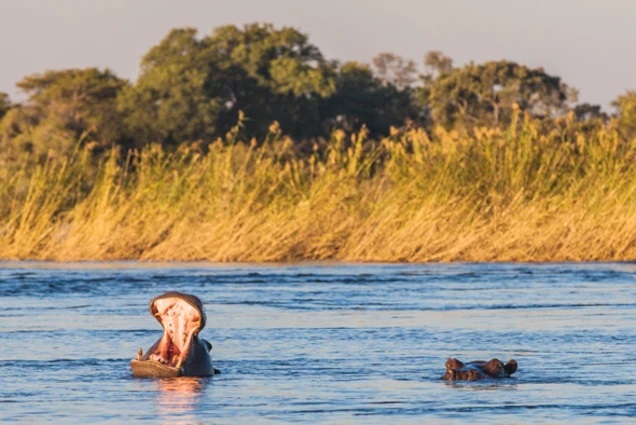 hippos-zambezi-river-1